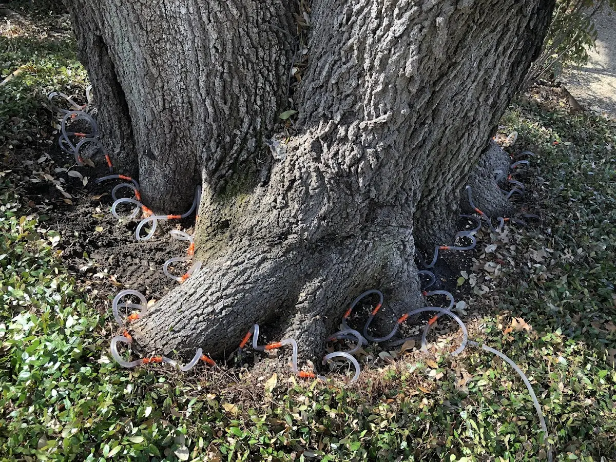 Detailed Tree Cabling and Bracing job site in Walkersville